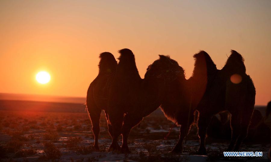 Snow-covered Xilin Gol grassland in China's Inner Mongolia