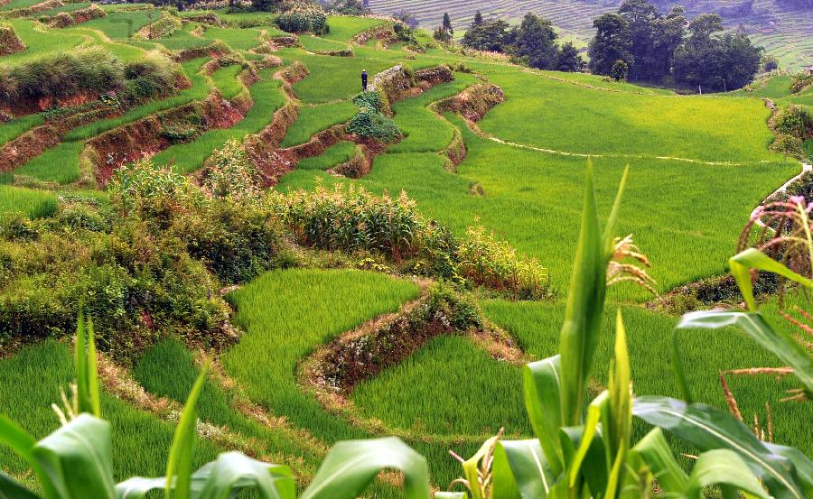 Paddy fields in Yuanyang, China's Yunnan