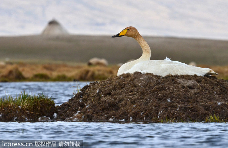 Top 10 bird watching locations