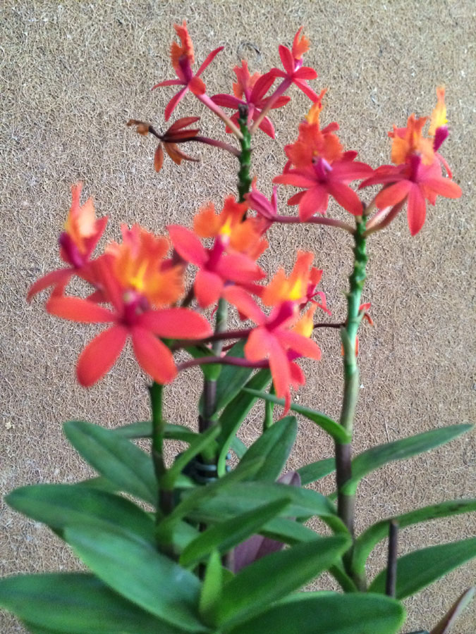 Orchid festival blossoms