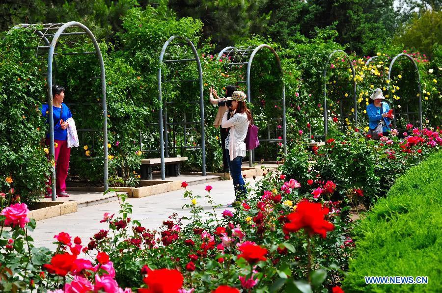 Tourists view Chinese roses in Beijing Botanical Garden