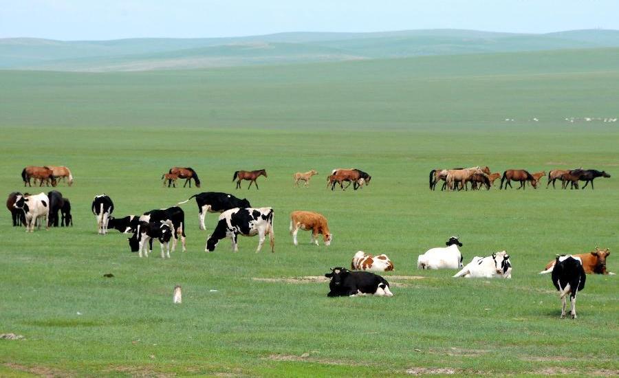 Beautiful scenery of Hulun Buir grassland