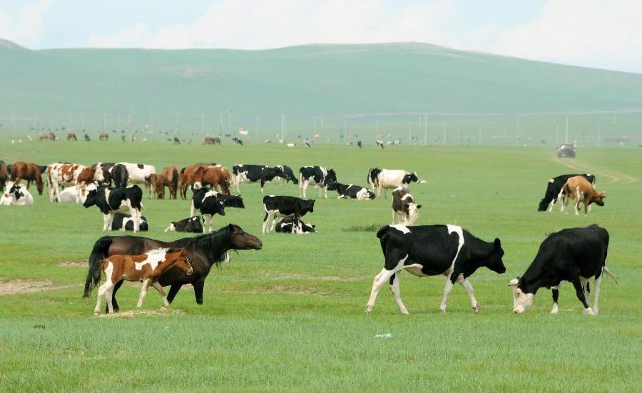 Beautiful scenery of Hulun Buir grassland