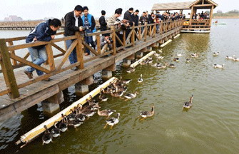 Yellow River Wetland: heaven for birds