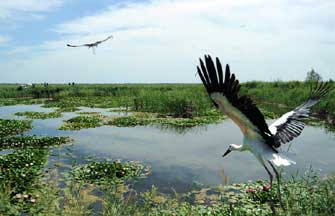 Charming wetland around Khanka Lake