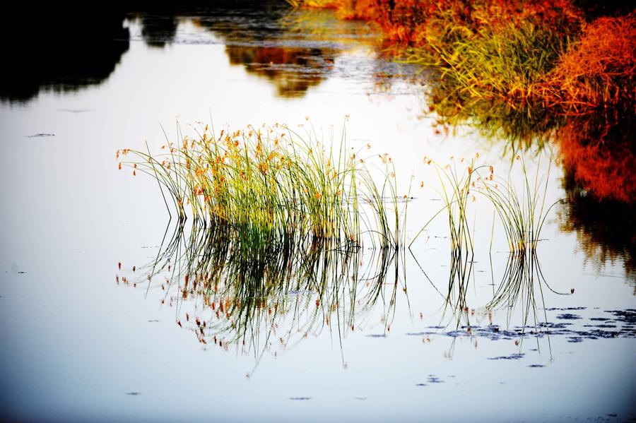 Scenery at wetland of Heixiazi Island in NE China