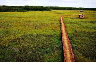 Scenery at wetland of Heixiazi Island in NE China