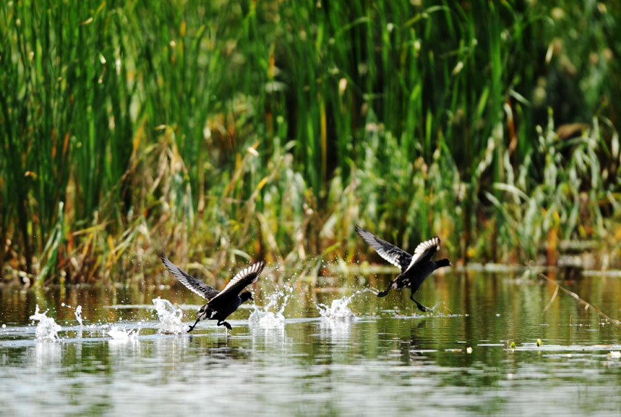 Fujin wetland: heaven for the birds