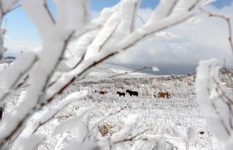 Autumn scenery of Xilinguole Grassland in Inner Mongolia