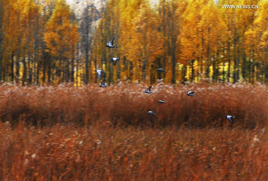 Autumn scenery in Tibet