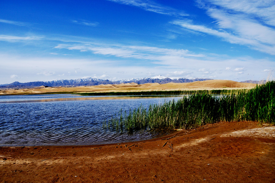 Beautiful 'Golden Sea' in Qinghai