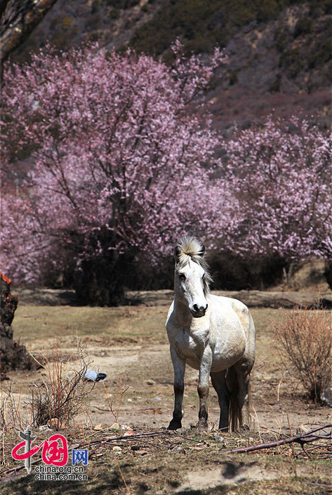 Yarlung Zangbo Grand Canyon in Tibet