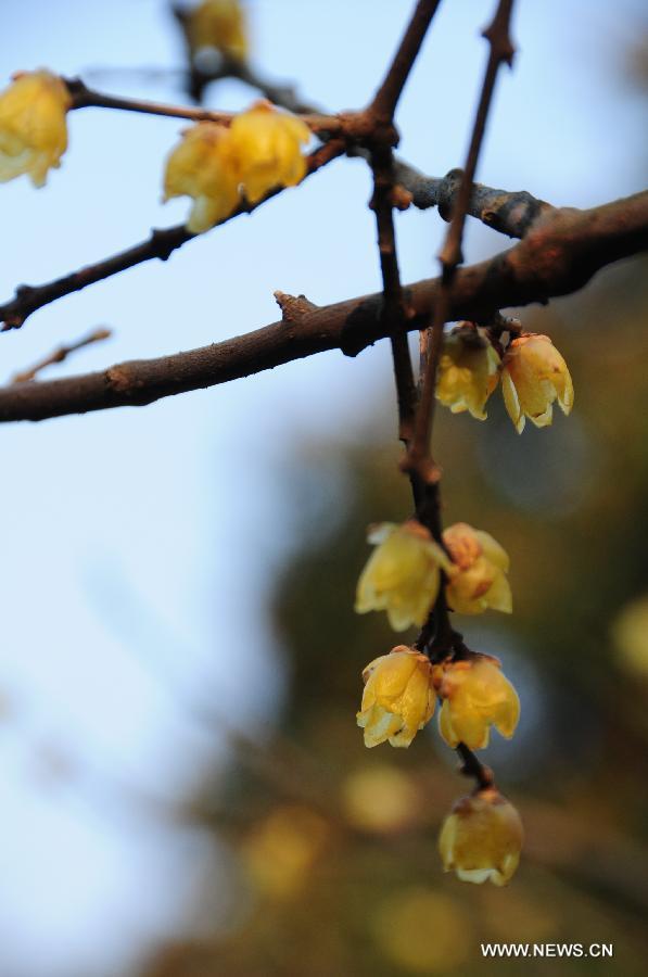 Plum blossom seen in E China's Hangzhou