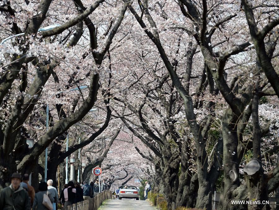 Enjoy blooming sakura in Tokyo