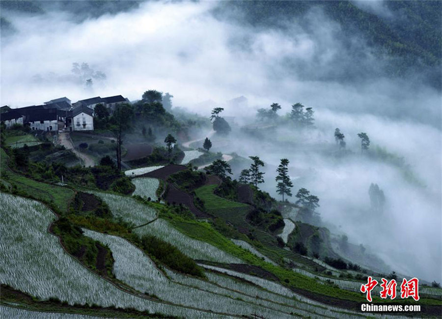 Intoxicating terrace in E China's Zhejiang