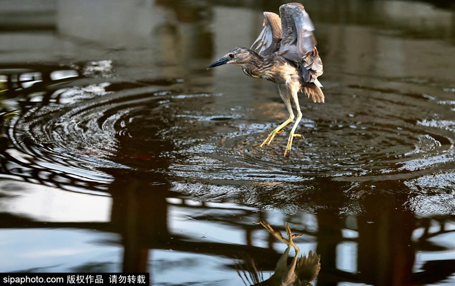 Egrets scout above lake for fish