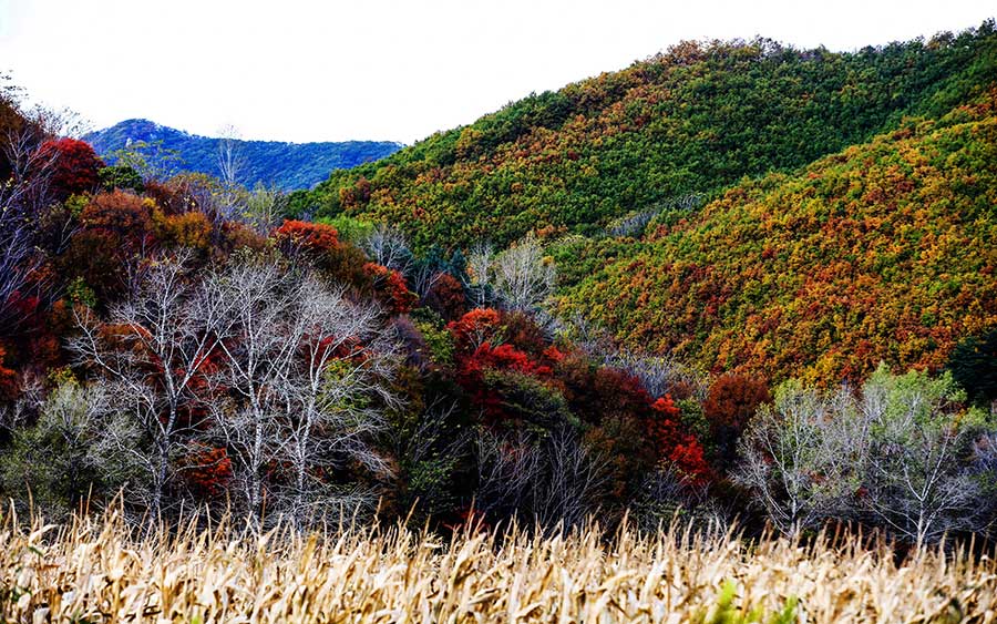 Flaming red maple trees, another late autumn attraction