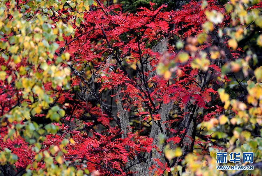 Autumn scenery of China's Shangri-La