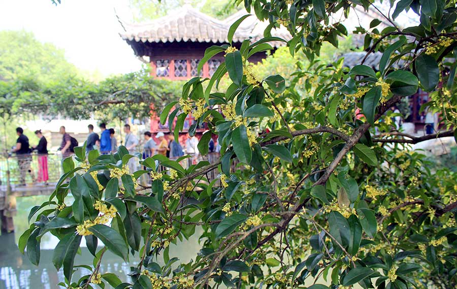 Sweet-scented osmanthus attracts garden lovers in Suzhou