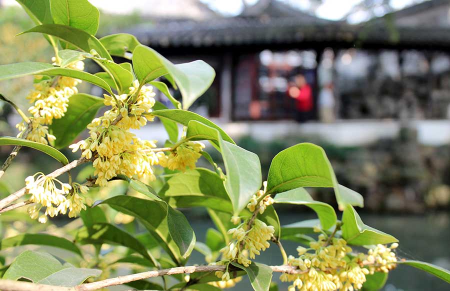 Sweet-scented osmanthus attracts garden lovers in Suzhou