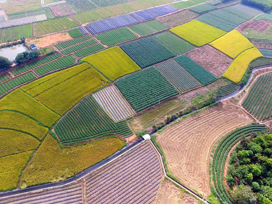 Bird's-eye view of farmlands in Guangxi