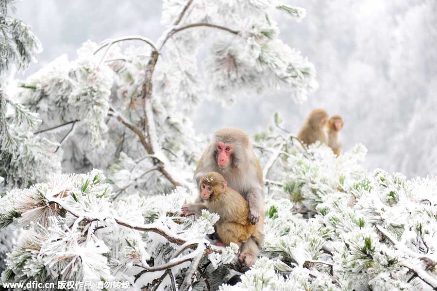 Top 10 scenic areas in China to see monkeys