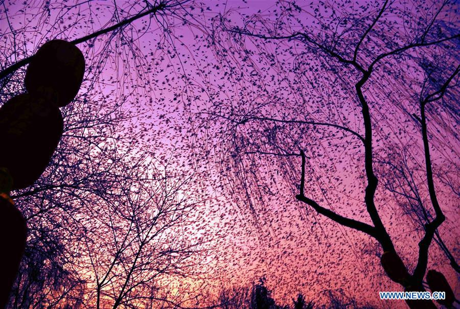 Flocks of birds hover over East China