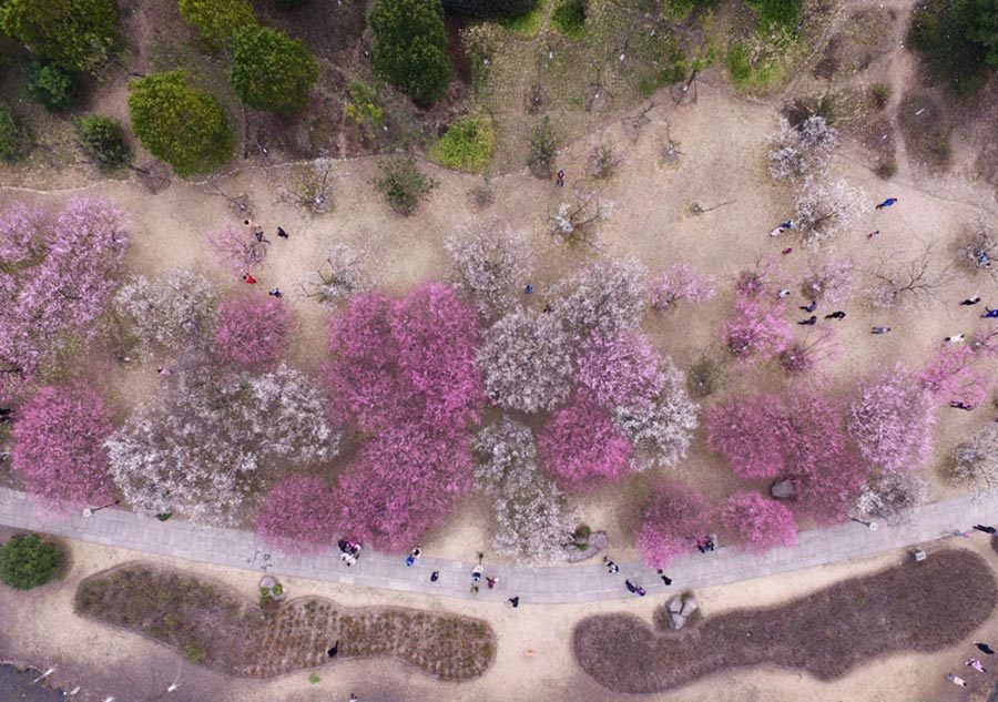 Sea of flowers embraces spring in East China