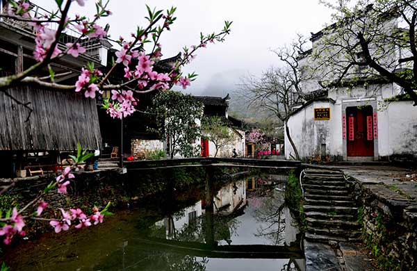 'Flower tours' blossom across China