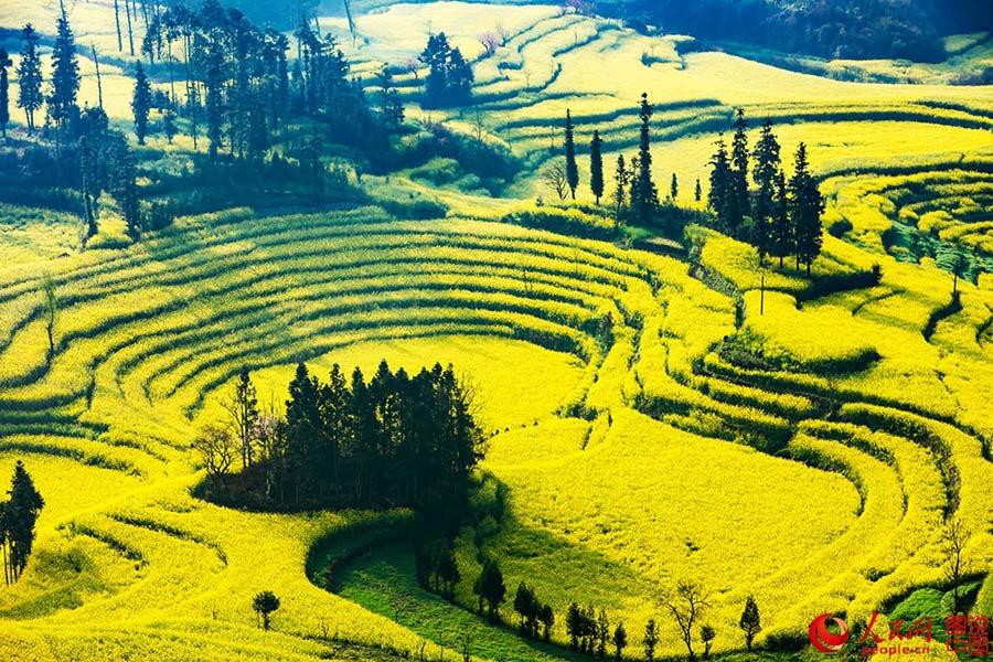 Sea of cole flower in Luoping