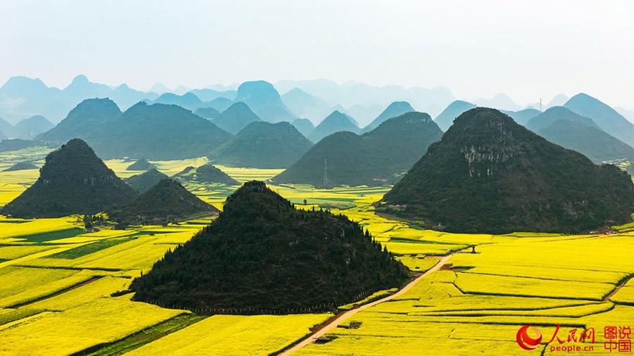 Sea of cole flower in Luoping