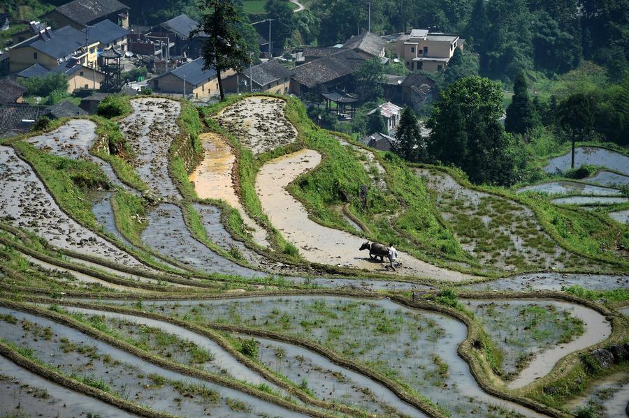 Scenery of Yunhe terrace fields in Zhejiang