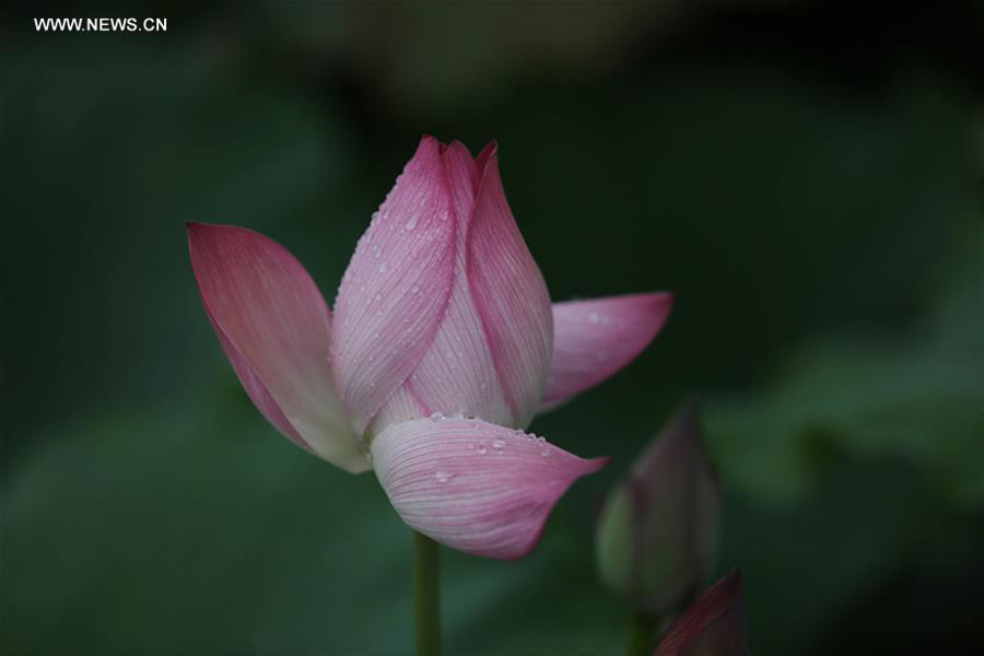 Lotus flowers seen after rain in Liuzhou, south China's Guangxi