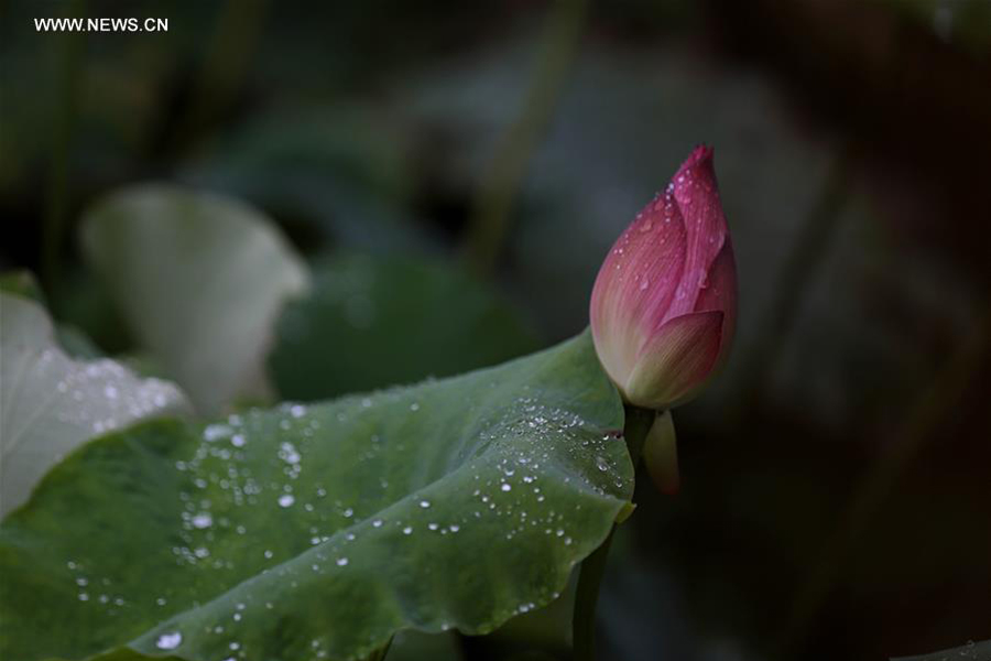 Lotus flowers seen after rain in Liuzhou, south China's Guangxi