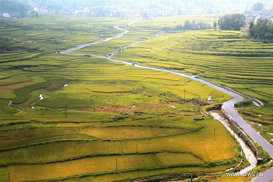 Paddy fields seen in Hunan province