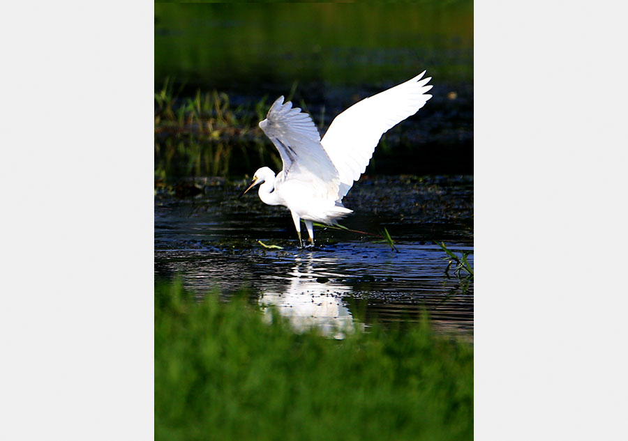 Egrets thrive along eco-friendly Xinanjiang River