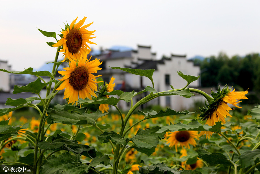 Golden sunflowers burst open in autumn beauty