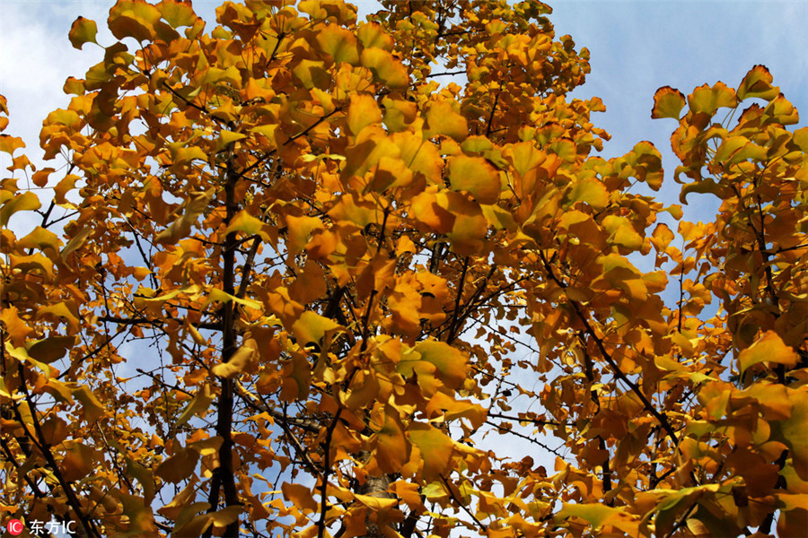 Golden ginkgo leaves lighten up Wuhan University