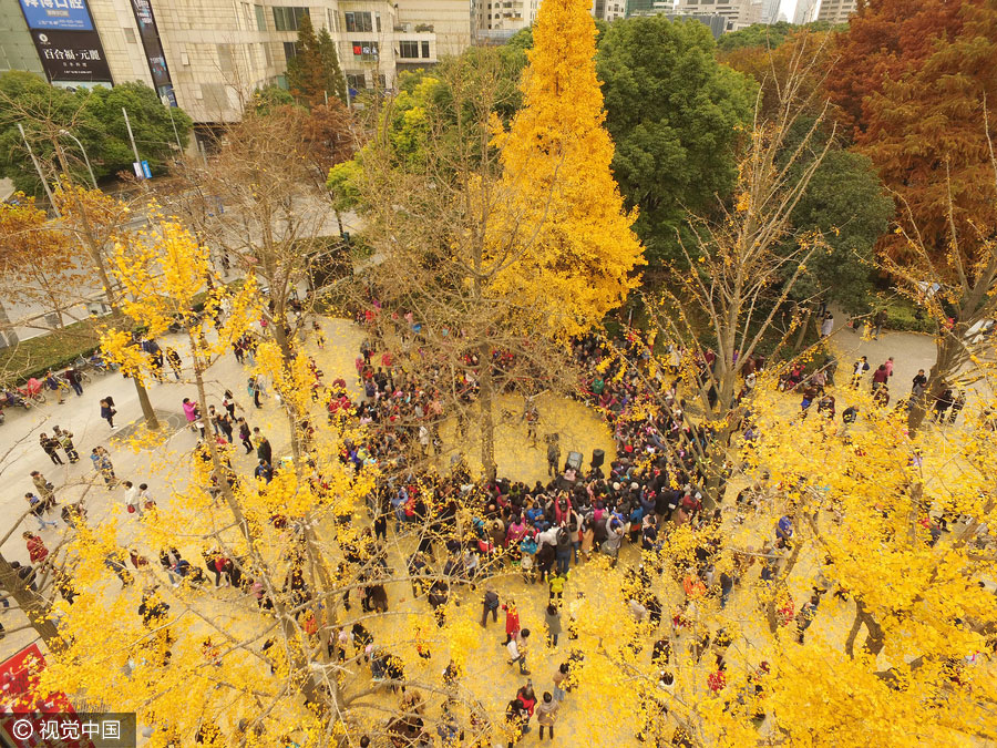 Golden foliage steals the show at Shanghai music carnival