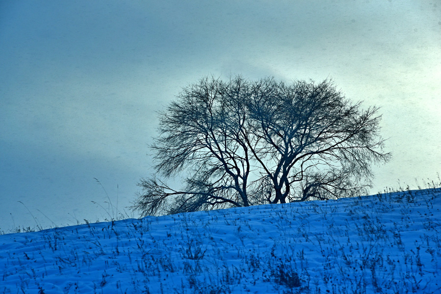 Breathtaking scenery of Bashang Grassland in winter