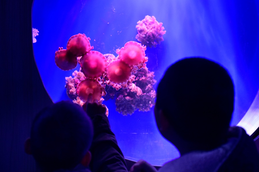 Jellyfish the latest museum draw in Hangzhou