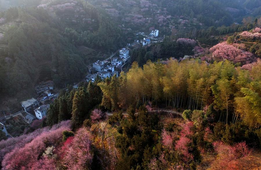 Scenery of blooming plum flowers in Anhui