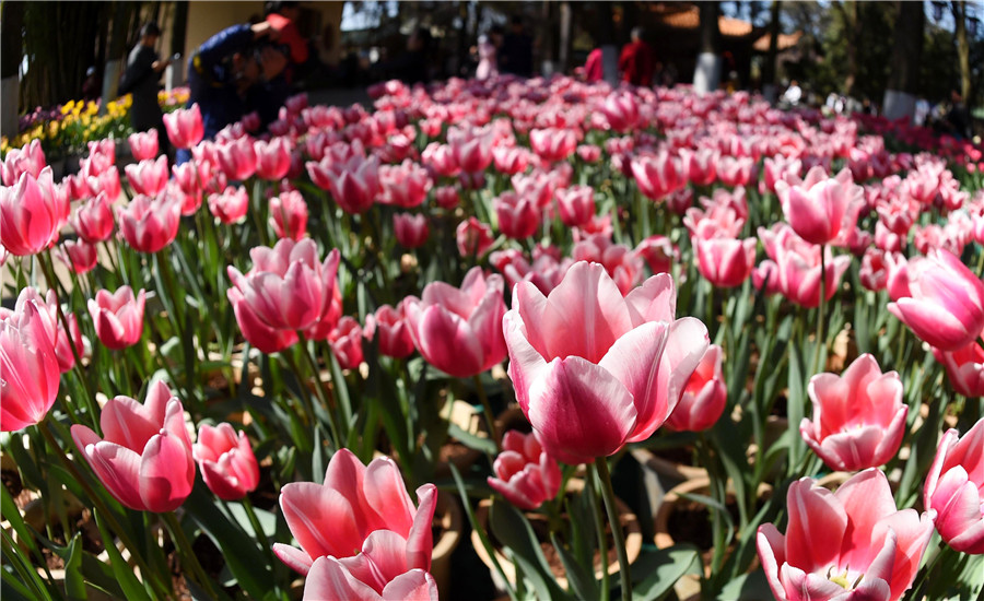 Flowers blossom in Yunnan as spring approaches