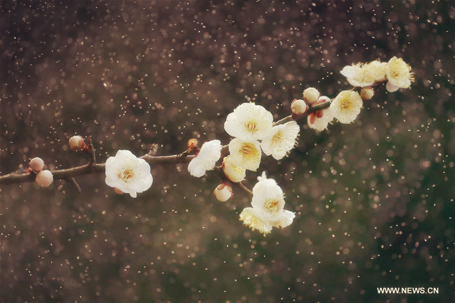 Plum blossoms bloom in rain in Xuyi, East China