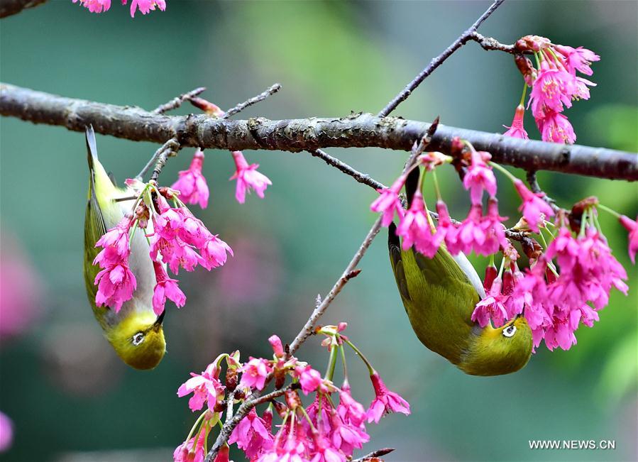 Birds collect nectar in Fuzhou, Southeast China