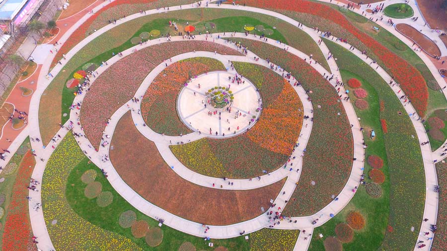 Massive rose-shaped tulip garden graces Changsha