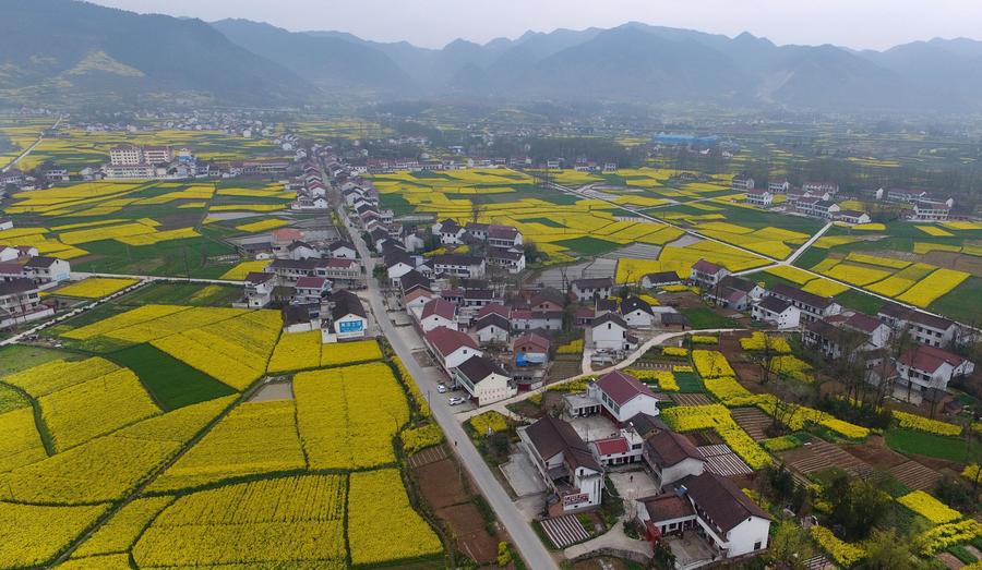 Golden farmland scenes in Hanzhong, Shaanxi province