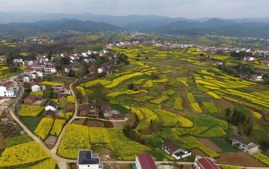 Golden farmland scenes in Hanzhong, Shaanxi province