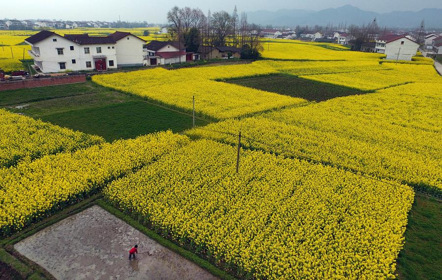 Golden farmland scenes in Hanzhong, Shaanxi province