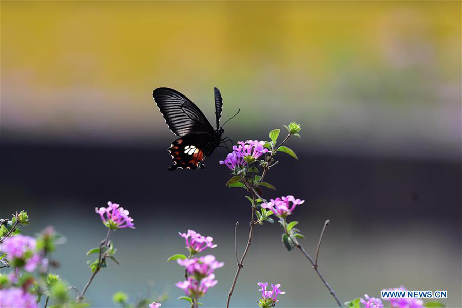 Spring scenery in SE China's Fujian